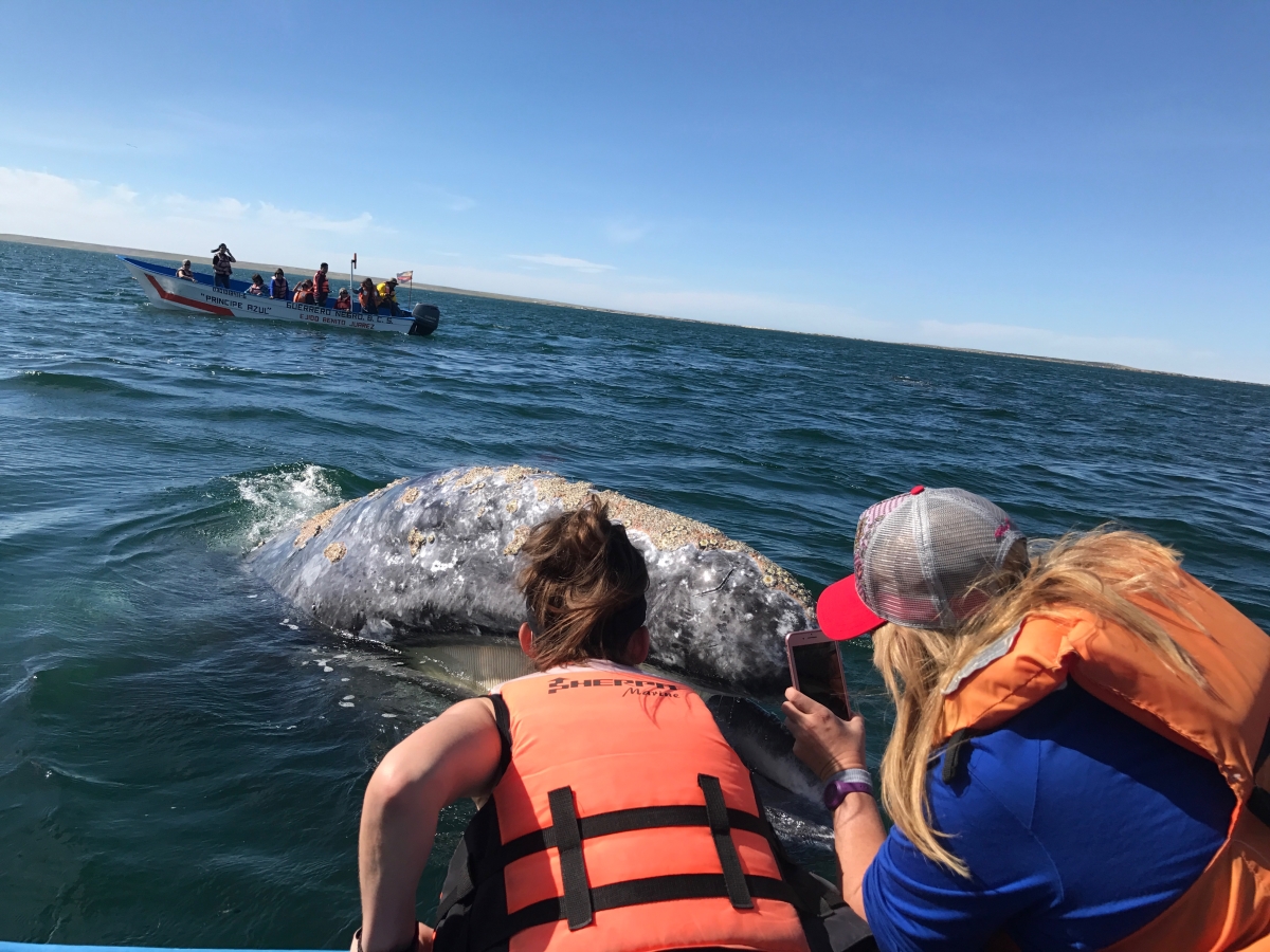 Gray whale interaction with guests during tour