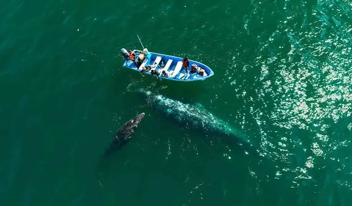 best gray whale camp