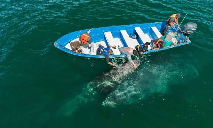 Baja gray whale watching