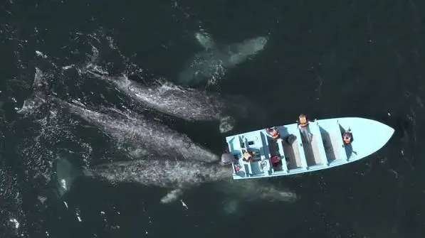 Baja gray whale watching