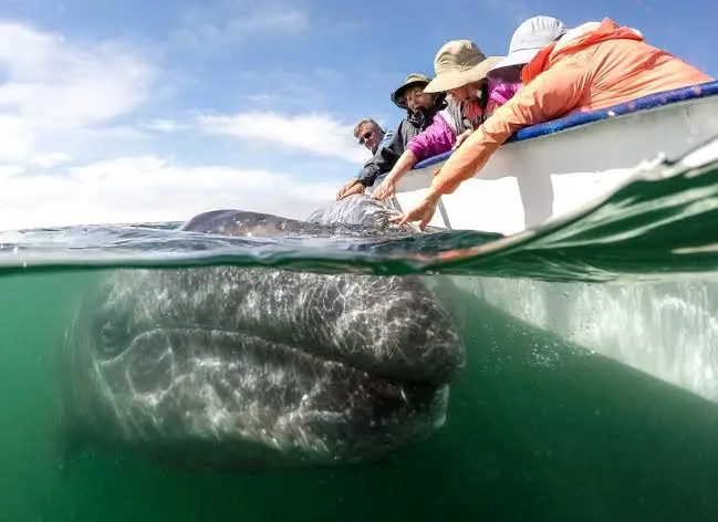 Whale Watching in Baja