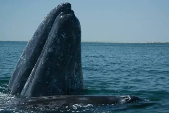 gray whale population Baja