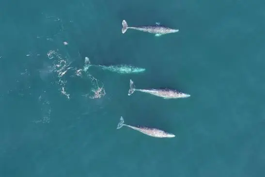 gray whale population 2026