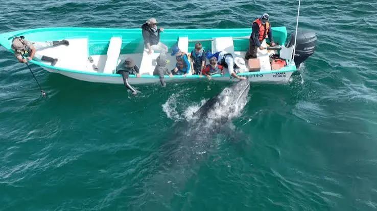 why gray whales approach boat
